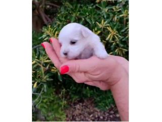 Maltese meravigliosi cuccioli