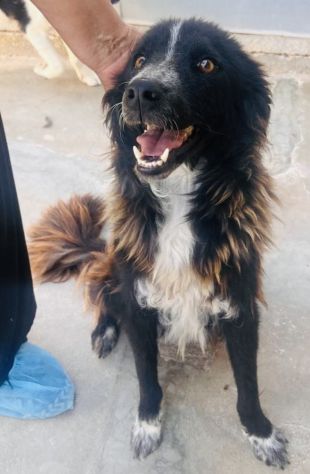Conny, dolcissimo incrocio border collie taglia medio-piccola
