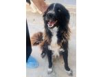 Conny, dolcissimo incrocio border collie taglia medio-piccola