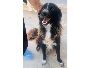 Conny, dolcissimo incrocio border collie taglia medio-piccola