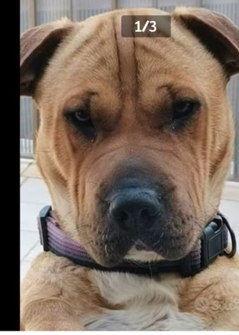 Simil Sharpei 6anni color miele RINUNCIA DI PROPRIETà! SICILIA - Foto 2