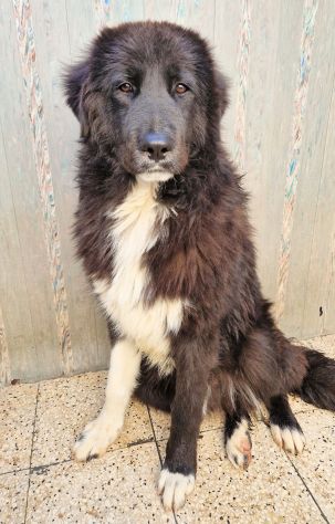 CHIAMA PER QUEGLI OCCHIONI TRISTI!MAX,IN CANILE! - Foto 4