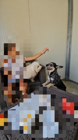 Bueno: taglia piccola socievole e dolce - Foto 6