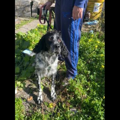 DOLLY cerca coccole e carezze, CAGNOLINO IN ADOZIONE - Foto 7