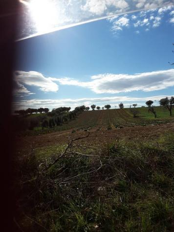 Agricolo in vendita a Cupra Marittima - Foto 17