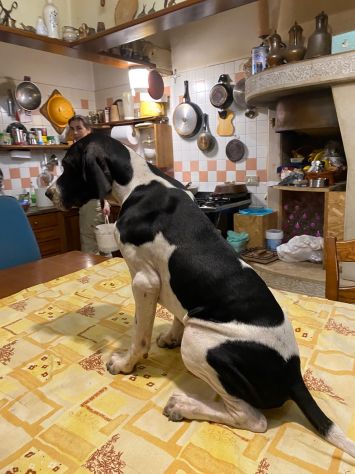 Pointer Inglese con Pedigree - Foto 3