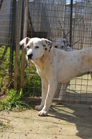 Fergus , cucciolo di 8 mesi in adozione - Foto 7