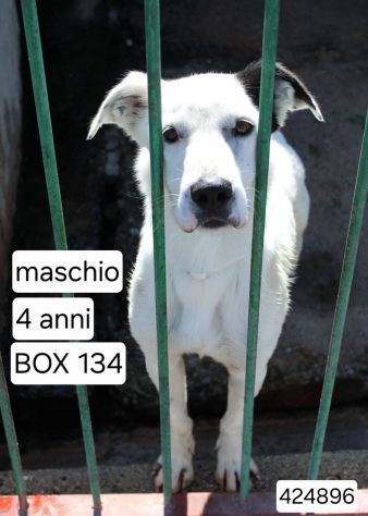 CICCIO 4 ANNI taglia media - Foto 2