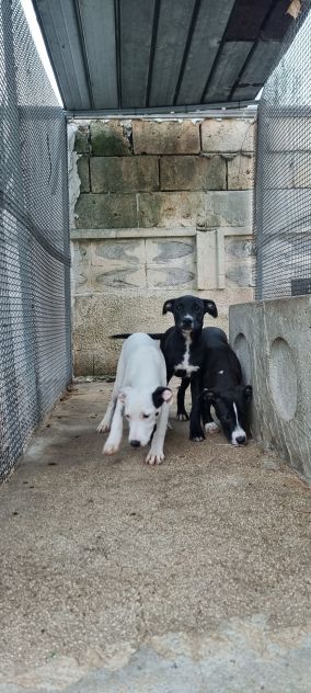 Cuccioli Amstaff 250 a Lecce in Puglia - Foto 6