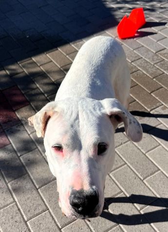 LOLA DOGO ARGENTINO - Foto 3