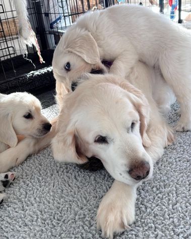 CUCCIOLI DI GOLDEN RETRIEVER - Foto 3