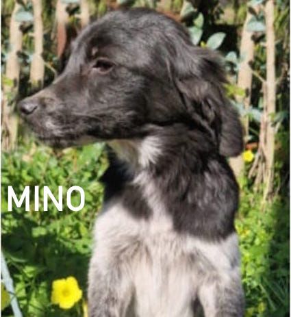 Mino simil setterino 14 kg - Foto 2