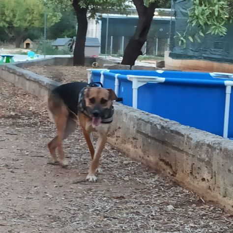 Poldo cerca famiglia - Foto 4