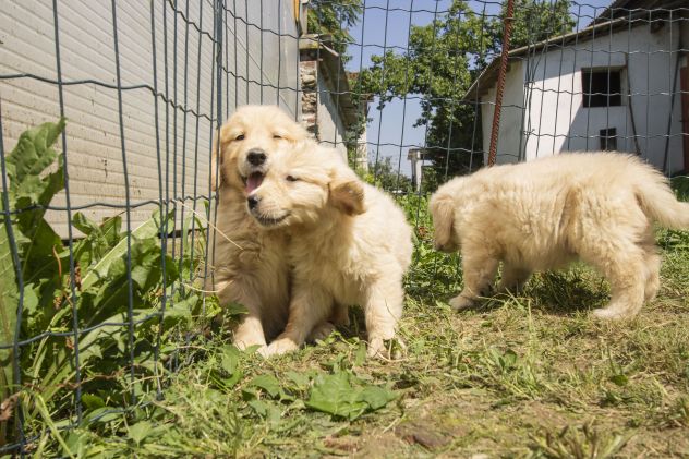 GOLDEN RETRIEVER CUCCIOLI - Foto 2