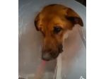 Bella 6anni pastorina,operata,URGE UNA CASA.BARI