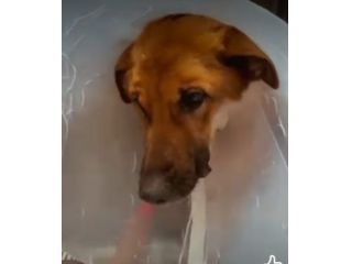 Bella 6anni pastorina,operata,URGE UNA CASA.BARI