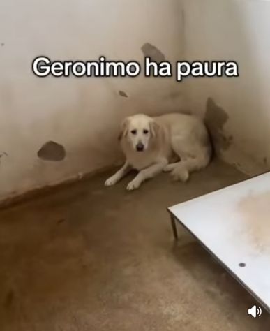 GERONIMO imprigionato senza colpa CANE IN ADOZIONE - Foto 5