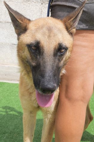 UN CUCCIOLONE CON IL CUORE SPEZZATO SPENCER – PASTORE MALINOIS 18 mesi - Foto 3