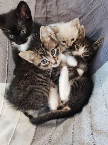Bellissimi micetti in regalo - Foto 5