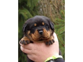 Rottweiler