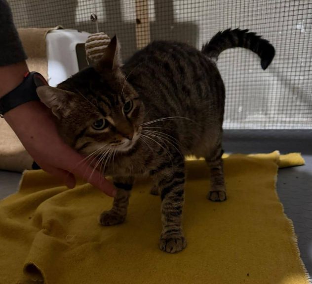 TIGRO, tenero gatto adulto in adozione! - Foto 2