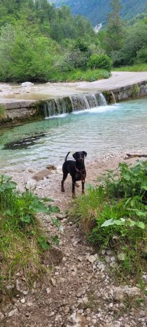 Cedo dobermann femmina - Foto 2