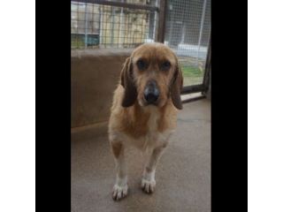 CHESTER SIMIL SPINOCINO CANE IN ADOZIONE TG MEDIO CONTENUTA