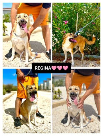 REGINA, 3 ANNI (14/12/2022), TG MEDIA, LA CAGNOLINA BIONICA.