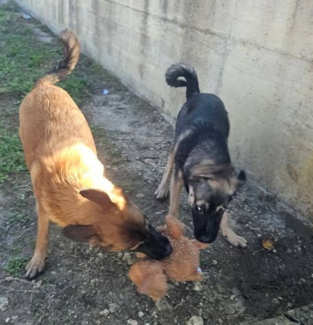 LORICA E CAVALIERE CUCCIOLI IN ADOZIONE - Foto 10