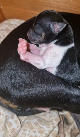CUCCIOLI CHIPIN - Foto 5