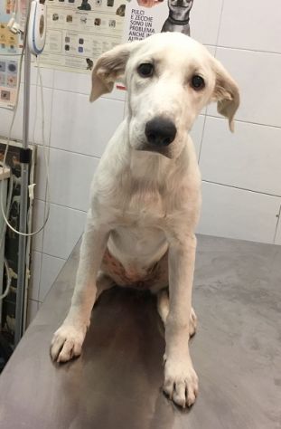 BELLA, dolcissima cucciolotta - Foto 3