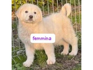 CUCCIOLI 3 MESI taglia media