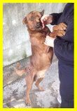 TARGET , CAGNOLINO CHE HA SOFFERTO TANTO ORA SOLO IN CANILE CERCA CASA - Foto 3