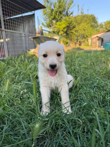 Boris cucciolo - Foto 3