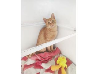 Agosto, giovane gatto rosso in adozione