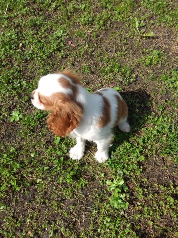 Cucciolo di Cavalier King - Foto 4