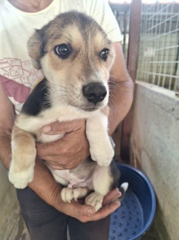 CUCCIOLI 3 MESI - Foto 7