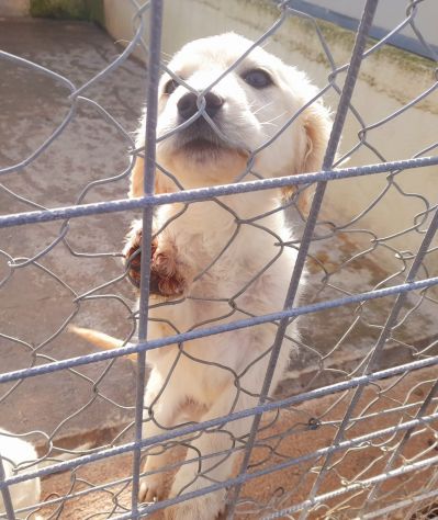 THOR 3 MESI SIMIL GOLDEN RETRIEVER E’ IN CANILE - Foto 3