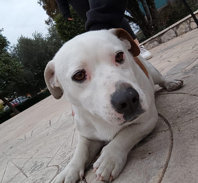YAGO, cucciolone Jack Russell in cerca di casa