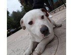 YAGO, cucciolone Jack Russell in cerca di casa