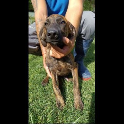 Zippo segugetto istriano cane in adozione