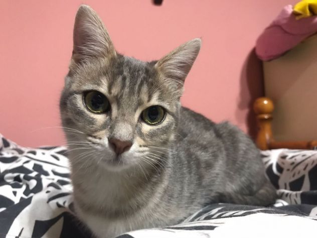 Gatti in cerca di casa - Foto 3