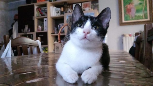 FELIX, adorabile micino in adozione - Foto 2