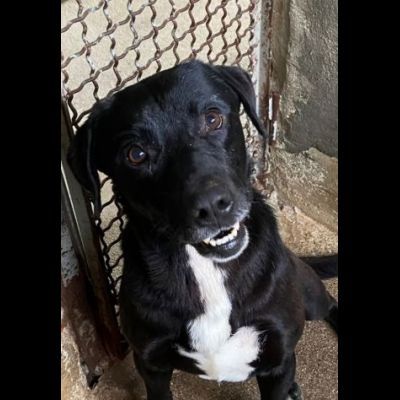 BORIS FANTASTICO ESEMPLARE DI CANE COZZA! DOLCISSIMO CAGNOLINO IN ADOZIONE