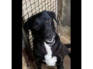 BORIS FANTASTICO ESEMPLARE DI CANE COZZA! DOLCISSIMO CAGNOLINO IN ADOZIONE