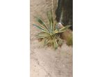 Agave americana marginata