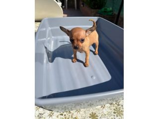 Pincher toy