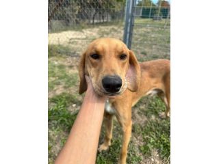 DIAMANTE SOCIEVOLE DELICATO CANE IN ADOZIONE  TG CONTENUTA