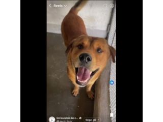 SIGFRIDO LA DOLCEZZA FATTA CANE, CANE IN ADOZIONE