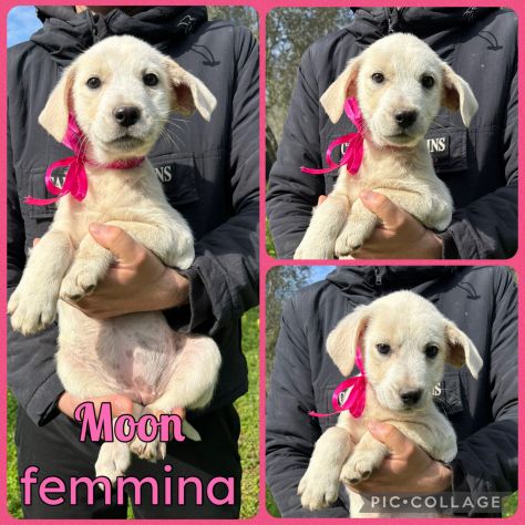 Regalo cuccioli - Foto 6